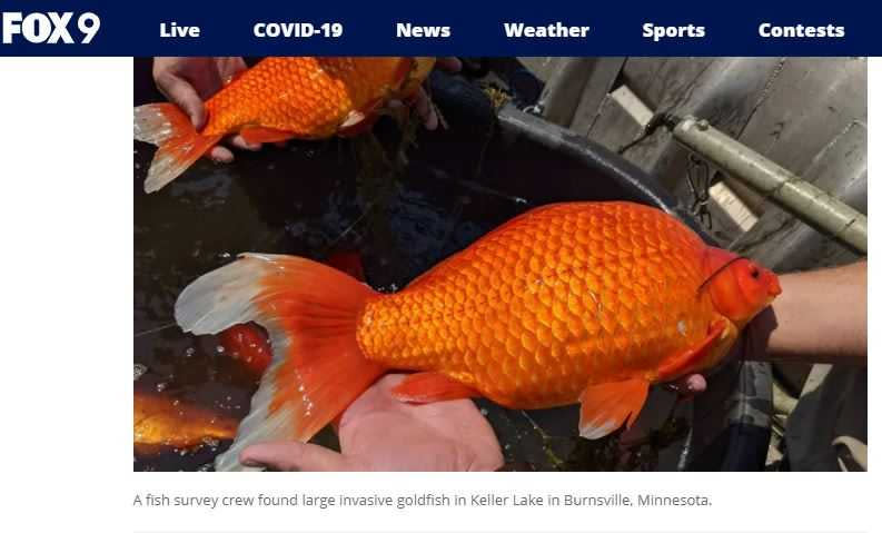 明尼蘇達州1名魚類調查人員發現遭棄養的巨大寵物金魚。（圖／翻攝自Fox9）
