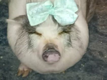 Honey, an emotional support pig, died after the vehicle she was in was stolen in Houston, Texas (KHOU11)