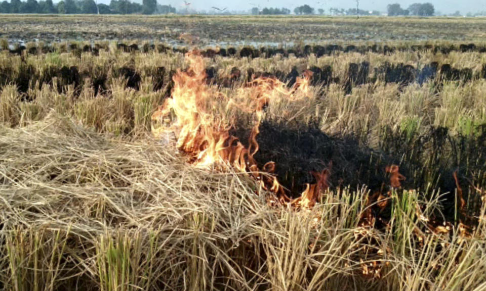 This Oct. 14, 2019 frame from video shows shows paddy stubble burning in a field in Amritsar, India, Wednesday, Oct. 16, 2019. The Indian capital's air quality levels have plunged to "poor," a day after the government initiated stricter measures to fight chronic air pollution. The state-run Central Pollution Control Board's air quality index for New Delhi stood at 299 on Wednesday, about six times the recommended level. (AP Photo)