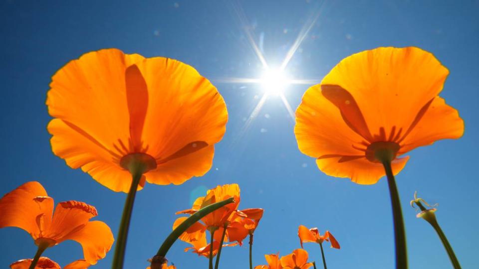 California poppies are in various stages of development along Buckley Road in San Luis Obispo in 2023. Warm weather and winds mean time is running out for wildflower season.