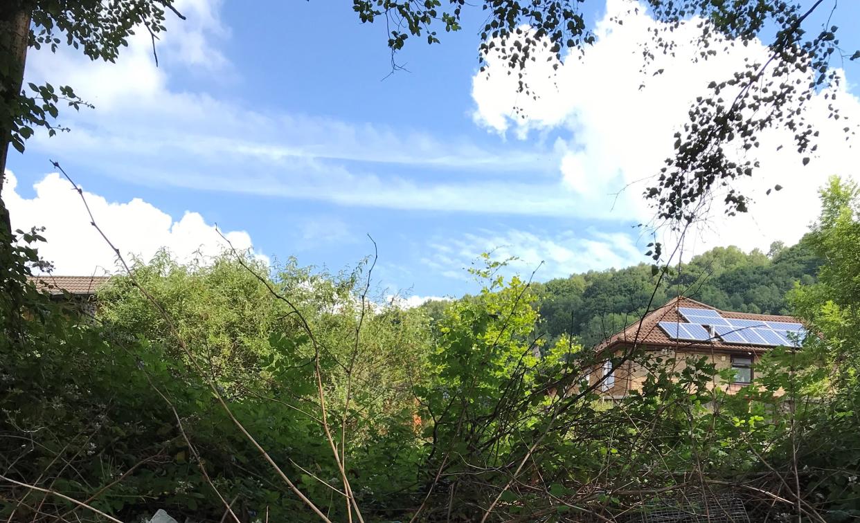 Richard Pember's garden was infested with Japanese Knotweed which spread from a nearby railway track operated by Transport for Wales.