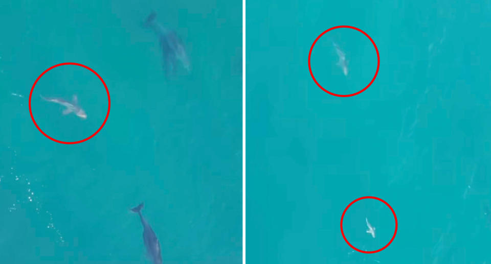 Multiple sharks were spotted among a pod of dolphins. Source: Instagram