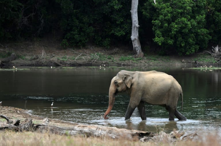 A Sri Lankan elephant wades across a lake at Yala National Park in the southern Sri Lankan district of Yala, some 250kms southeast of Colombo, on August 16, 2015
