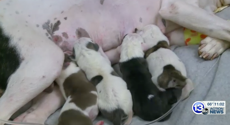 Four newborn puppies drink from a mother dog who was abandoned while in labor. 