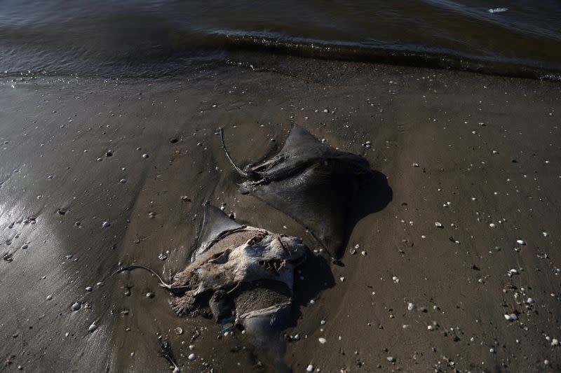 Restos de rayas muertas en Ilha do Fundao, a orillas de la Bahía de Guanabara, en Río de Janeiro