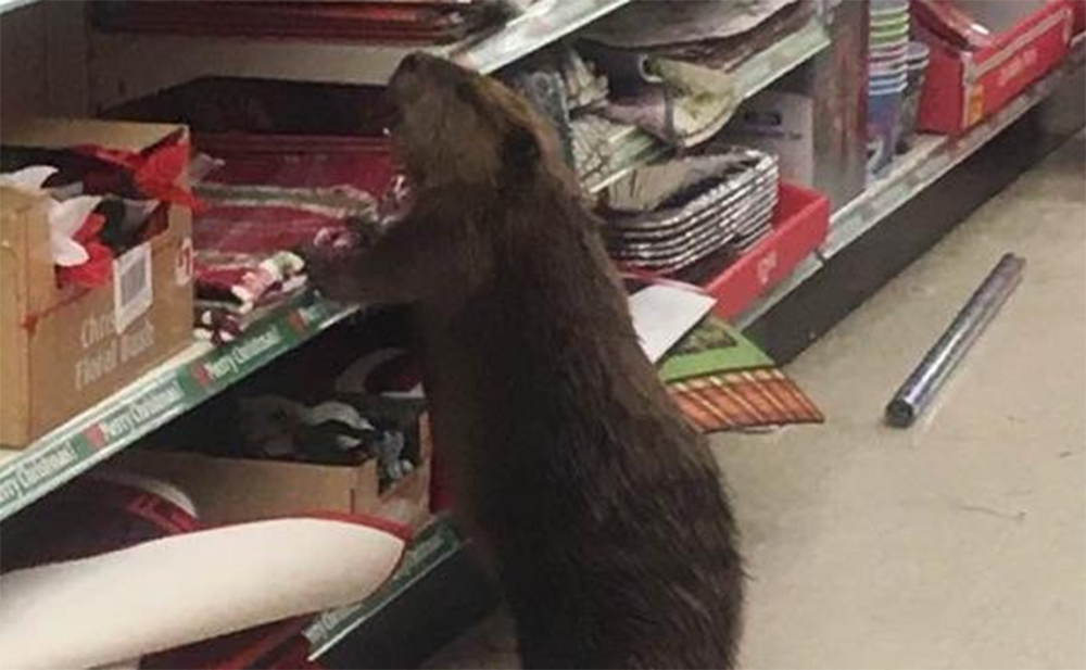 A beaver eager for the christmas season to end 