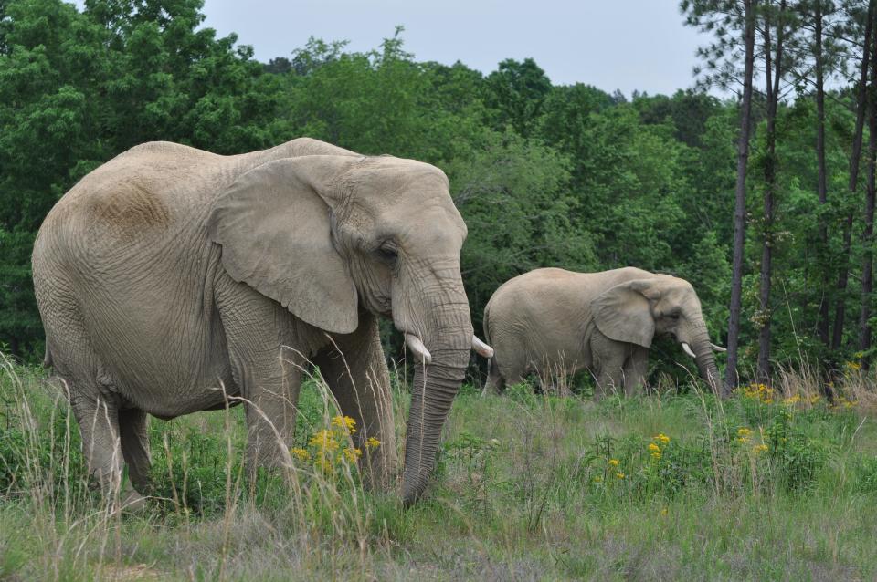 African Elephants, Sukari and Tange, at The Elephant Sanctuary