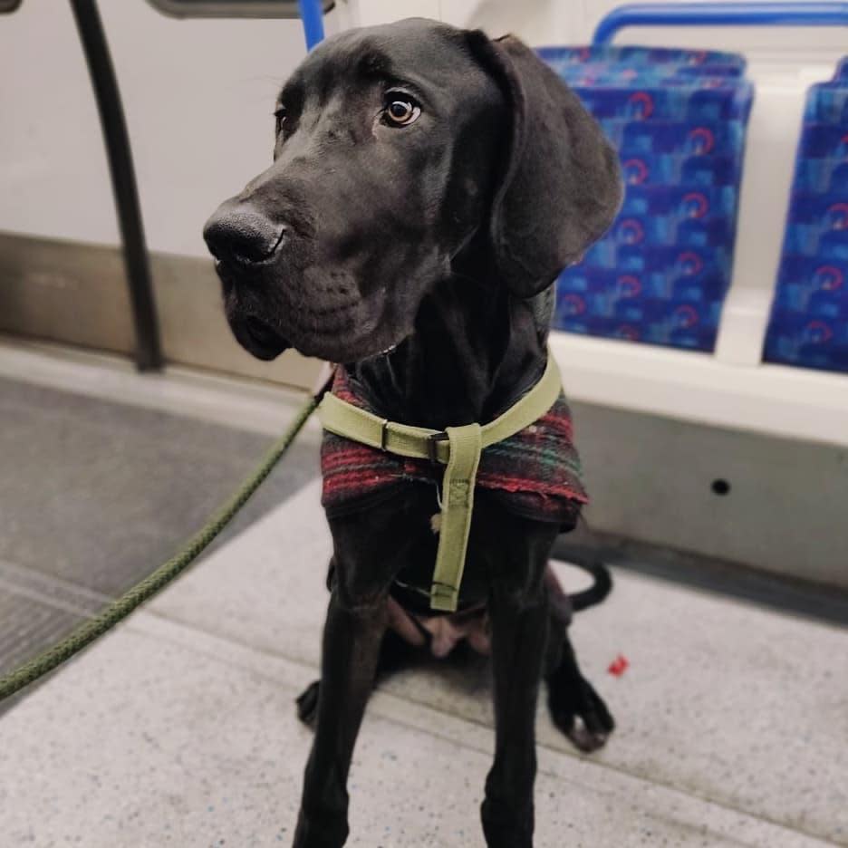 Magnus takes a ride on the London Underground (@magnus.bombadil )