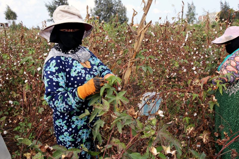 Cotton farmers pick their harvest near the town of El-Hamoul in Egypt's Nile Delta.