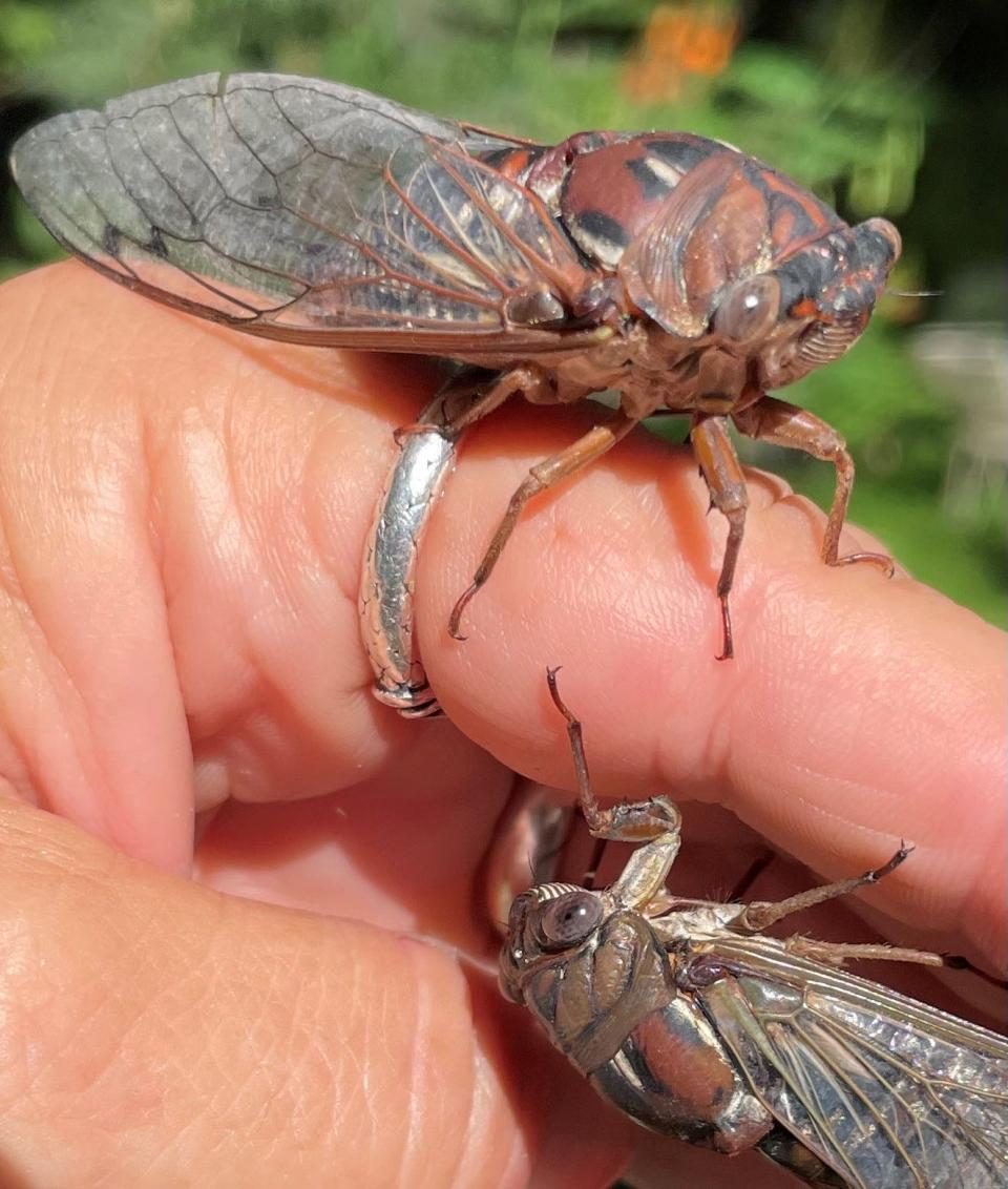 Yeah, I'm a bug geek and was beside myself when these beauties emerged in August: Southern dog-day cicada, Neotibicen davisi.