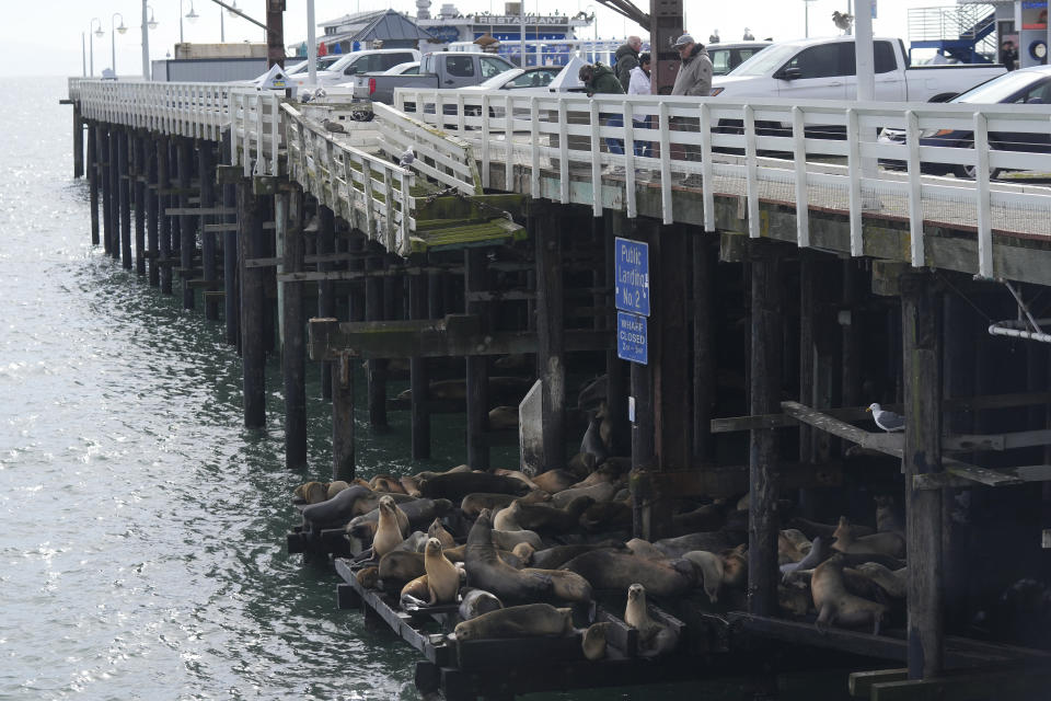 People look toward sea lions resting below the Santa Cruz Wharf in Santa Cruz, Calif., Friday, Jan. 12, 2024. Rising seas, frequent storms take toll on California's iconic piers, threatening beach landmarks. (AP Photo/Jeff Chiu)