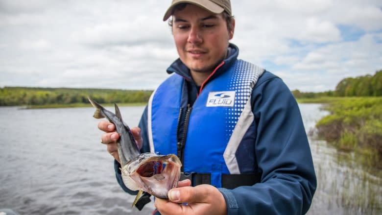 Chain pickerel invade critical Nova Scotia salmon habitat