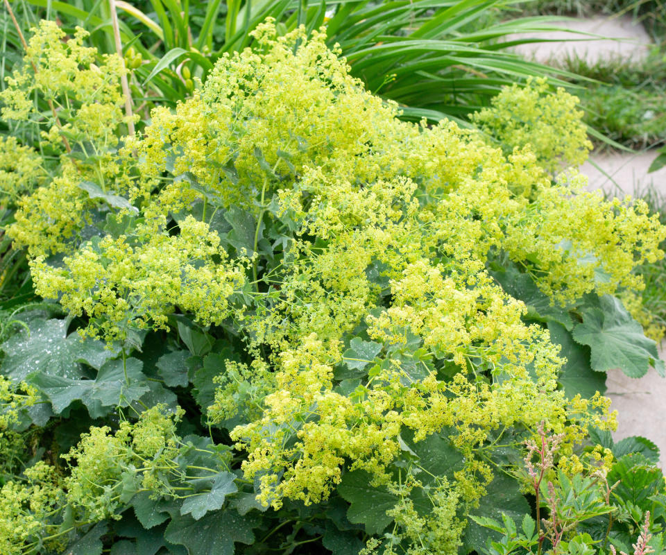 front yard plant Alchemilla mollis flowering near pathway