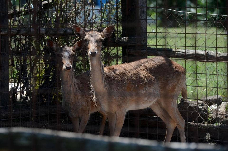 El contacto directo con la carne de estos animales podría trasmitir la enfermedad  (AFP | Filippo Monteforte)