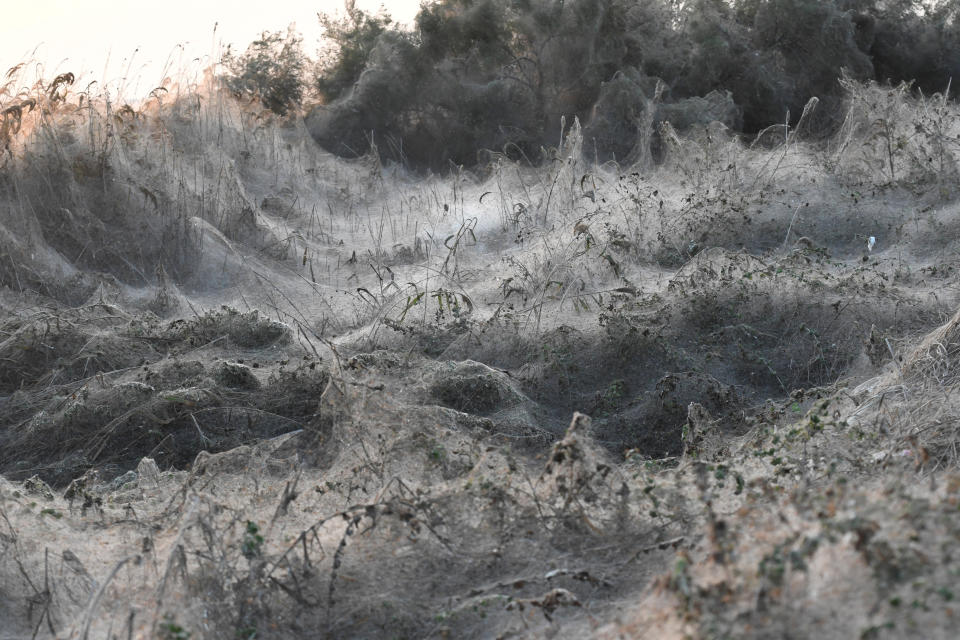 A gray-white blanket of spider webs. (Photo: Alexandros Avramidis / Reuters)