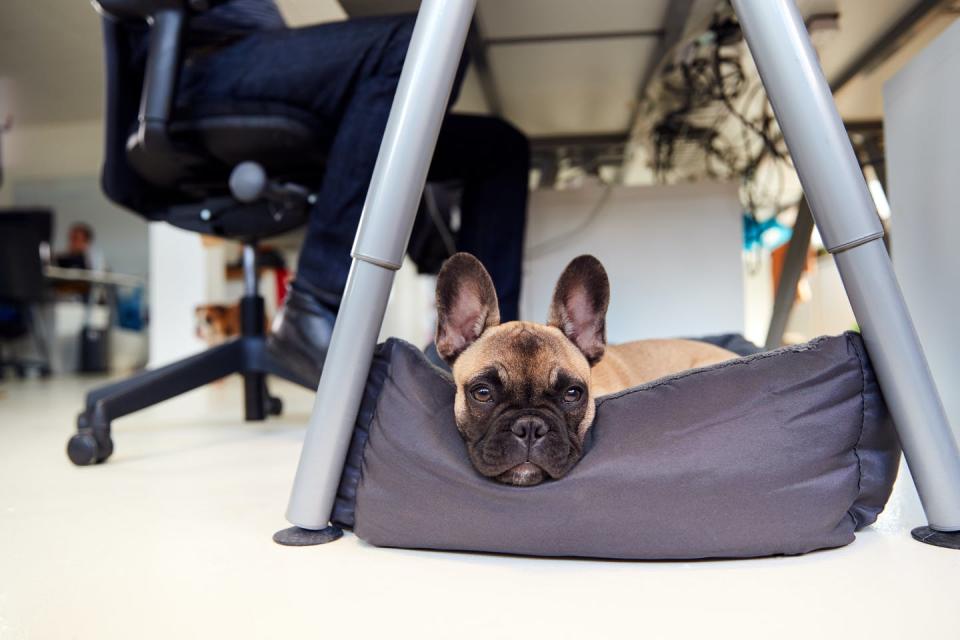 <span class="caption">Having dogs under desks is not ideal.</span> <span class="attribution"><a class="link " href="https://www.shutterstock.com/image-photo/french-bulldog-puppy-lying-on-bed-1546305599" rel="nofollow noopener" target="_blank" data-ylk="slk:Shutterstock;elm:context_link;itc:0;sec:content-canvas">Shutterstock</a></span>