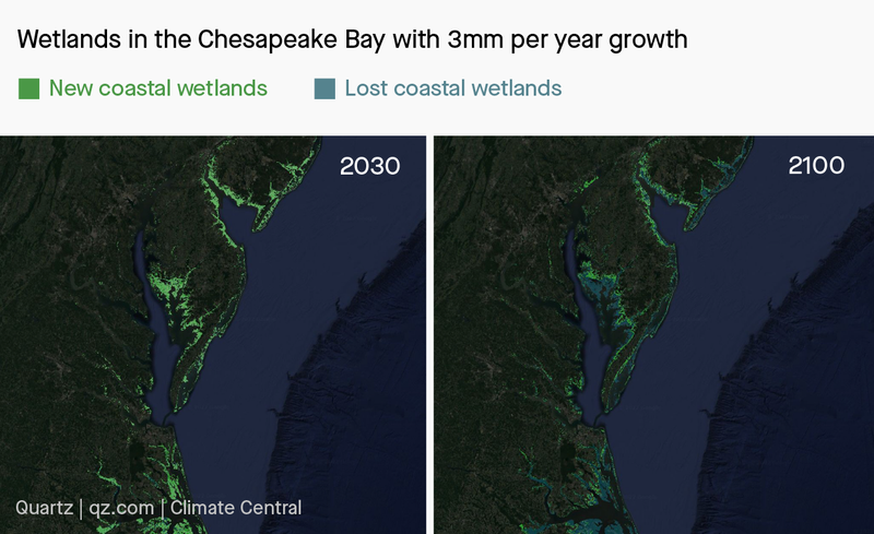 Wetlands in the Chesapeake Bay in 2030 and 2100 with 3mm per year growth.