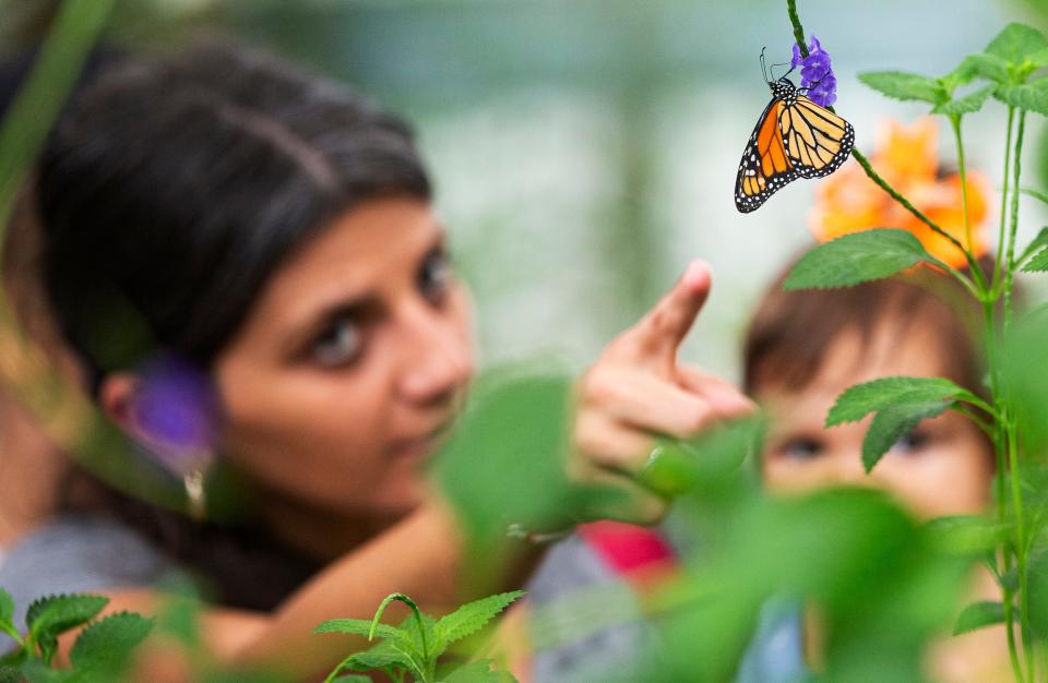 Kaliopi Pilatos and her daughter Maria get a glimpse of a butterfly at the Florida Native Butterfly Society’s butterfly house in Fort Myers on Friday, July 28, 2023. The Florida Native Butterfly Society’s butterfly house closed on Friday.