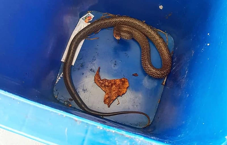 Snake catcher Stu McKenzie arrived at the property and was able to collect and safely relocate the snake. Source: The Snake Catcher 24/7 – Sunshine Coast/Facebook