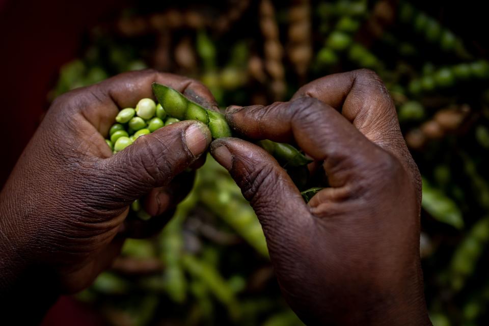 Many who live in Batey Libertad rely on the harvest of pigeon peas for work. | Spenser Heaps, Deseret News