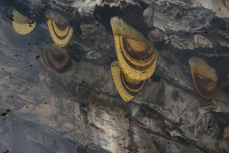 The Wider Image: Nepal's honey gatherers say fewer hives threaten tradition