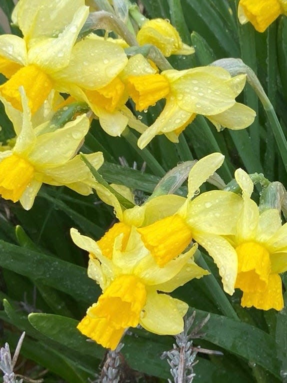 The raindrops remain on these "Jetfire" daffodils blooming in Mary Lee's yard as April delivers its promised showers.