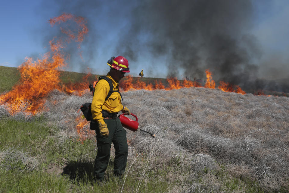 FILE - In this June 11, 2020 file photo Wynn Whitmeyer of the Idaho Falls Fire Department uses a drip can to ignite cheat grass and tumbleweeds during a controlled burn east of Idaho Falls, Idaho. Environmentalists have filed a notice of intent to sue the U.S government to block plans to build up to 11,000 miles (17,700 kilometers) of fuel breaks they claim would violate the Endangered Species Act in a misguided effort to slow the advance of wildfires in six Western states. (John Roark/The Idaho Post-Register via AP, file)