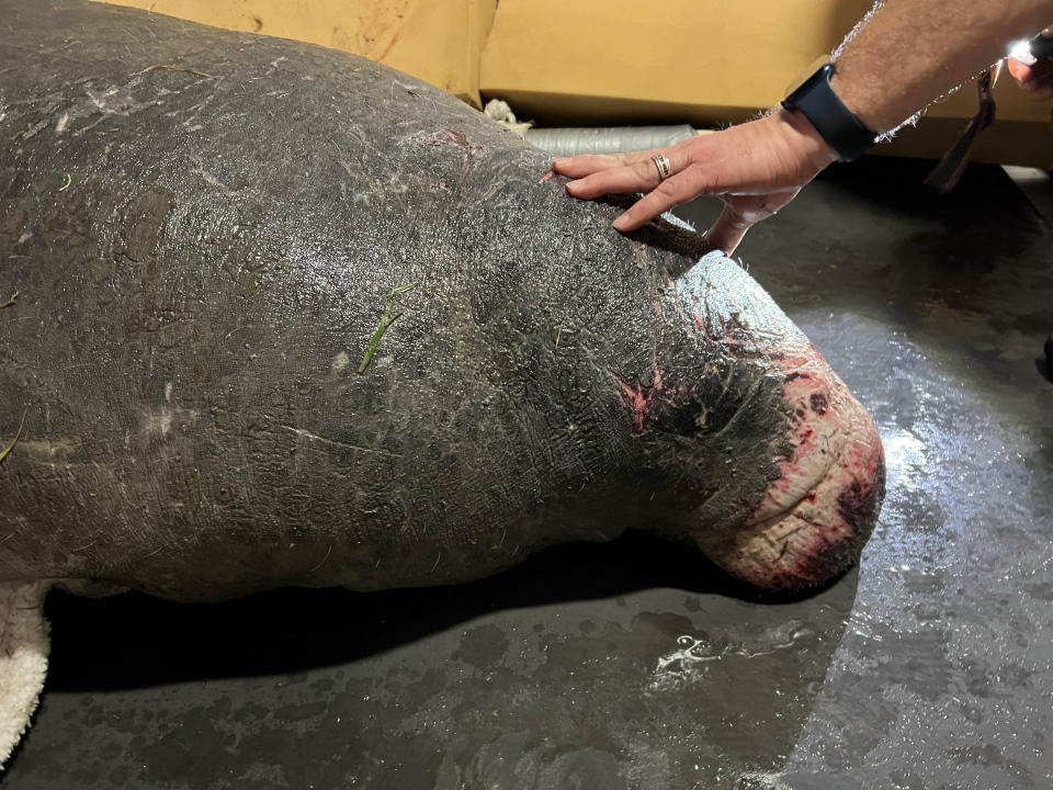 This photo provided by SeaWorld shows manatee TexasTeeMiguel immediately after his rescue from Galveston Bay, Texas, Dec. 4, 2021. The ailing manatee that was found and rehabilitated in Texas late last year was flown to Florida on a cargo plane and released Wednesday, July 27, 2022, into Kings Bay in Crystal River, Fla., a bay near a wildlife refuge along the Gulf Coast. (SeaWorld via AP)