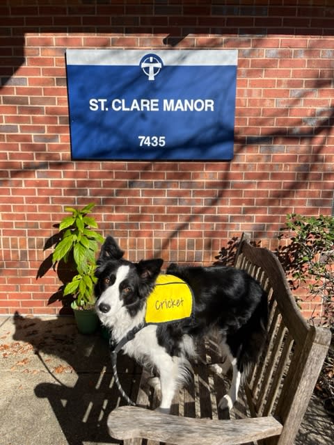 Cricket, an 8-year-old border collie with Bayou Buddies Pet Therapy sits outside before going into St. Clare Manor.