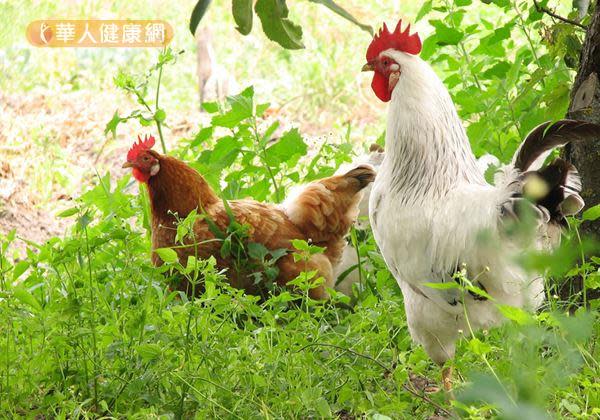 掌握4要點　防止H5N6禽流感侵襲