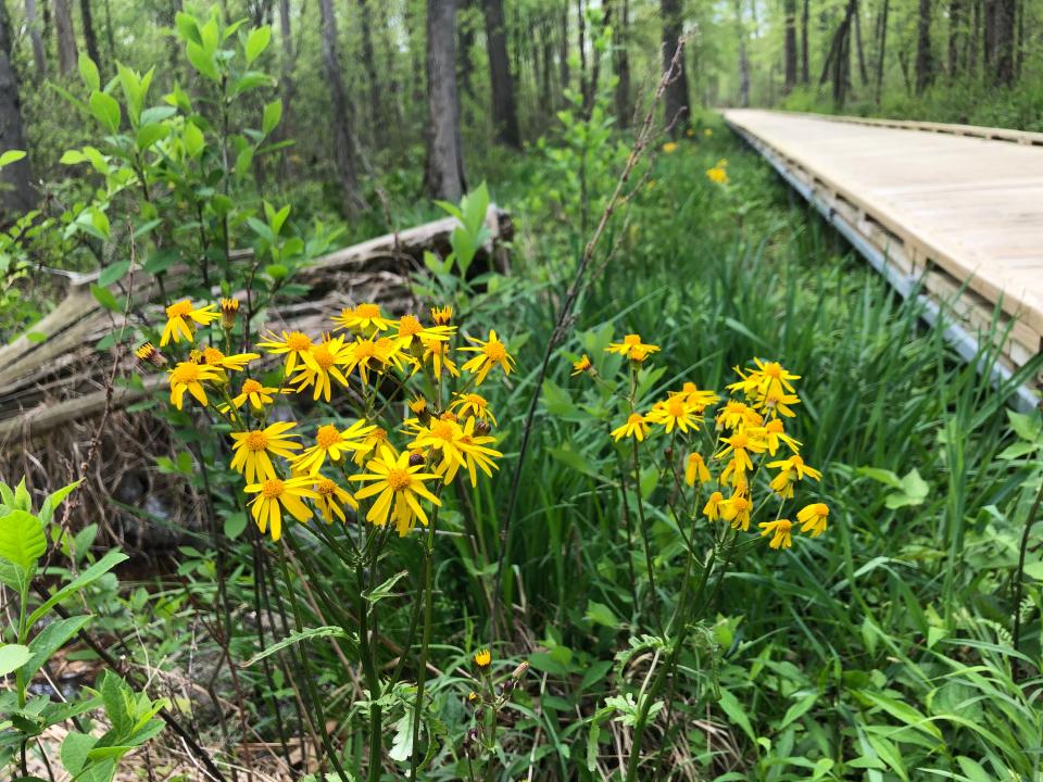 Wildflowers bloom along the trail No. 2 boardwalk at Indiana Dunes State Park during the Indiana Dunes Birding Festival in 2022.