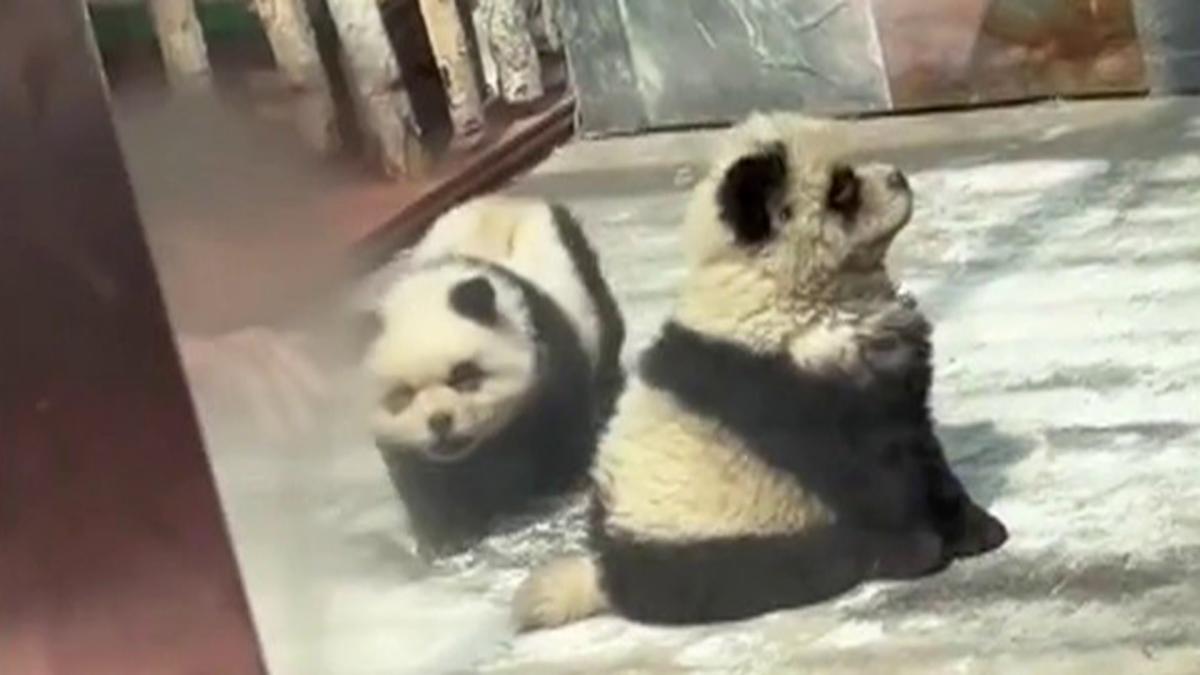 Un-bear-able: China zoo dyes Chow Chow dogs to look like pandas