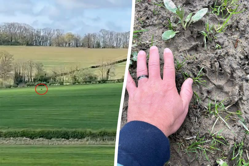 Paw prints (R) of the animal that was recorded (L) in the Worcestershire field