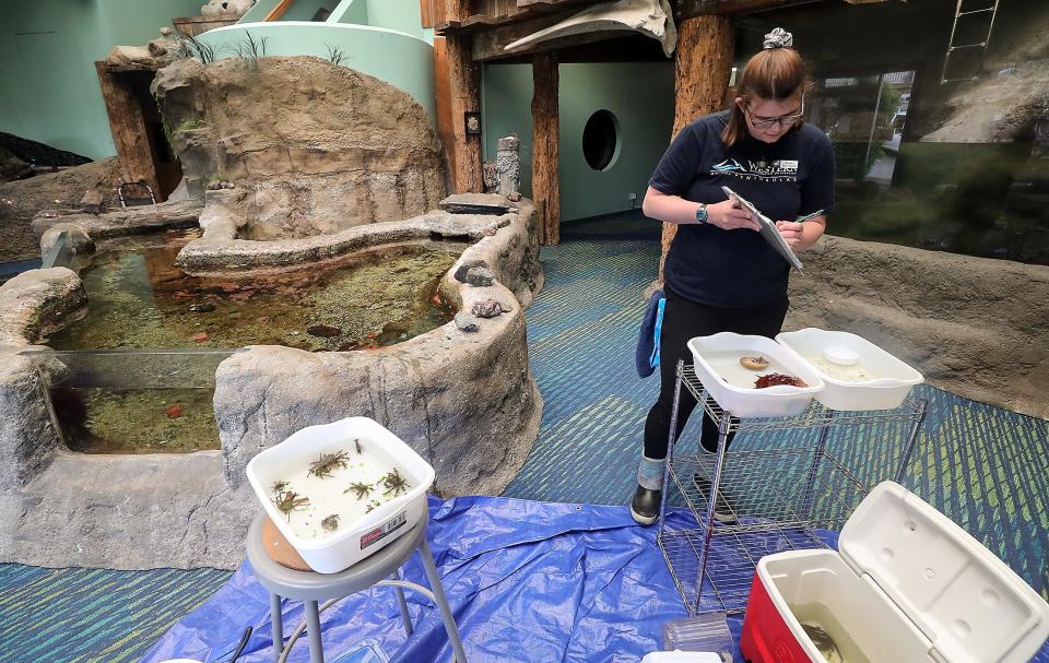 SEA Discovery Center's aquarium curator Emily Bjornsgard catalogs sea creatures that she collected from an area beach with a permit, as she prepares to introduce them to the aquariums on Tuesday.