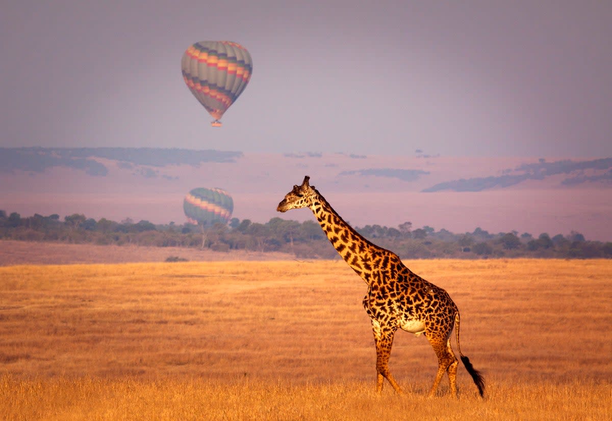 The Masai Mara National Reserve runs along the border with Tanzania (Getty Images)