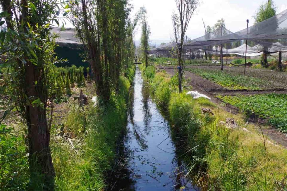 xochimilco ajolote unam