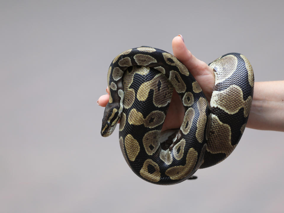 closeup snake python on hand