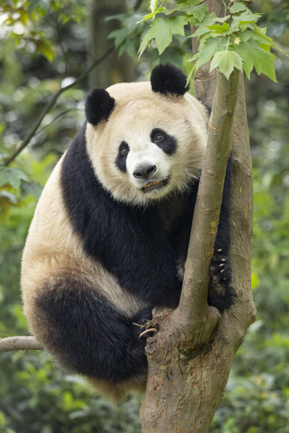 Esta imagen publicada por el Zoo de San Diego muestra a la panda gigante Xin Bao el jueves 25 de abril de 2024 en la provincia de Sichuan, China. Una pareja de pandas gigantes hará pronto el viaje de China a Estados Unidos, donde será atendida en el Zoo de San Diego dentro de un acuerdo de conservación entre los dos países, según dijeron las autoridades el lunes. (Ken Bohn/San Diego Zoo via AP)