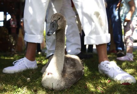 A cygnet waits to be inspected by a swan upper during the annual Swan Upping ceremony on the River Thames between Shepperton and Windsor in southern England July 14, 2014. REUTERS/Luke MacGregor