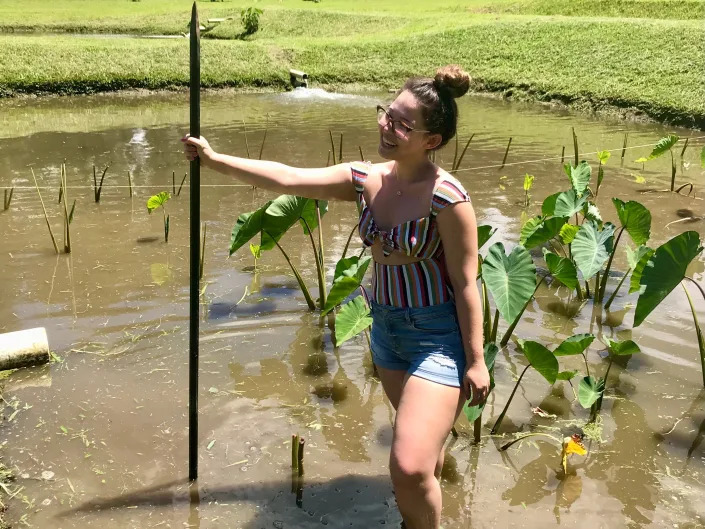 Ashley Probst working in a taro patch during a visit to the Big Island of Hawaii.