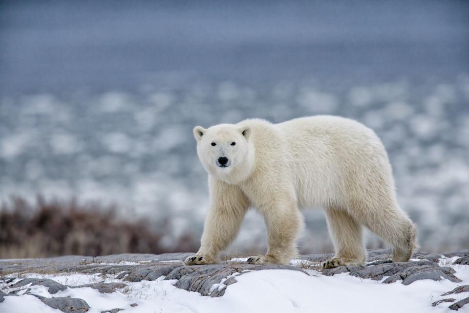 Polar Bear