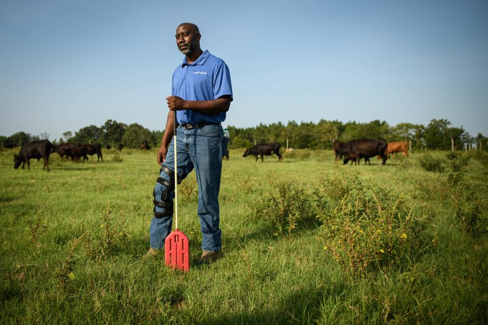Marvin Frink leans on his rattle paddle, a tool devised to direct cattle gently, as he looks out over his herd of Black Angus cattle at the family farm, Briarwood Cattle Farms, in Hoke County, North Carolina.