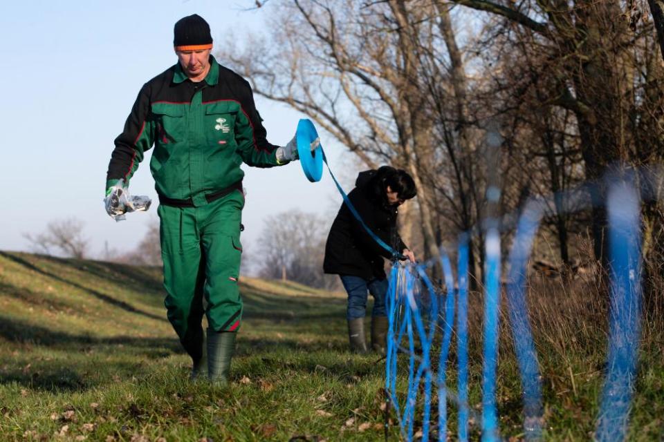 German forest workers set up an electric wildlife fence on the border between eastern Germany and western Poland to prevent wild boars spreading African swine fever.