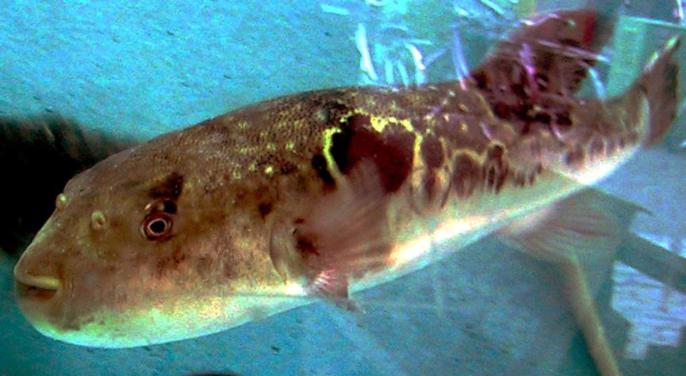 Ejemplar de la especie japonesa de pez globo <em>Takifugu rubripes</em>. <a href="https://commons.wikimedia.org/wiki/File:Fugu_in_Tank.jpg" rel="nofollow noopener" target="_blank" data-ylk="slk:Chris 73 / Wikimedia Commons;elm:context_link;itc:0;sec:content-canvas" class="link ">Chris 73 / Wikimedia Commons</a>, <a href="http://creativecommons.org/licenses/by-sa/4.0/" rel="nofollow noopener" target="_blank" data-ylk="slk:CC BY-SA;elm:context_link;itc:0;sec:content-canvas" class="link ">CC BY-SA</a>