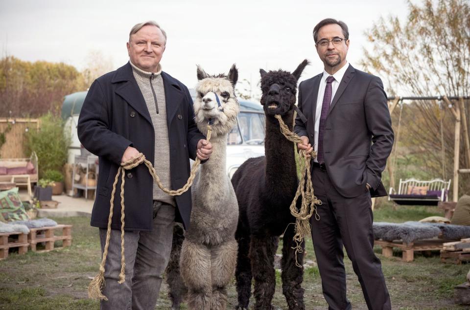 Glücklich mit Alpakas: Kommissar Frank Thiel (Axel Prahl, links) und Prof. Karl-Friedrich Boerne (Jan Josef Liefers) ermittelten im Umfeld einer Bio-Kommune.
 (Bild: WDR/Martin Valentin Menke)