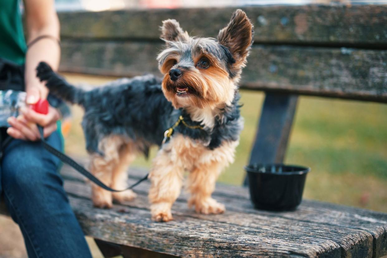 yorkie standing on wooden bench with a woman