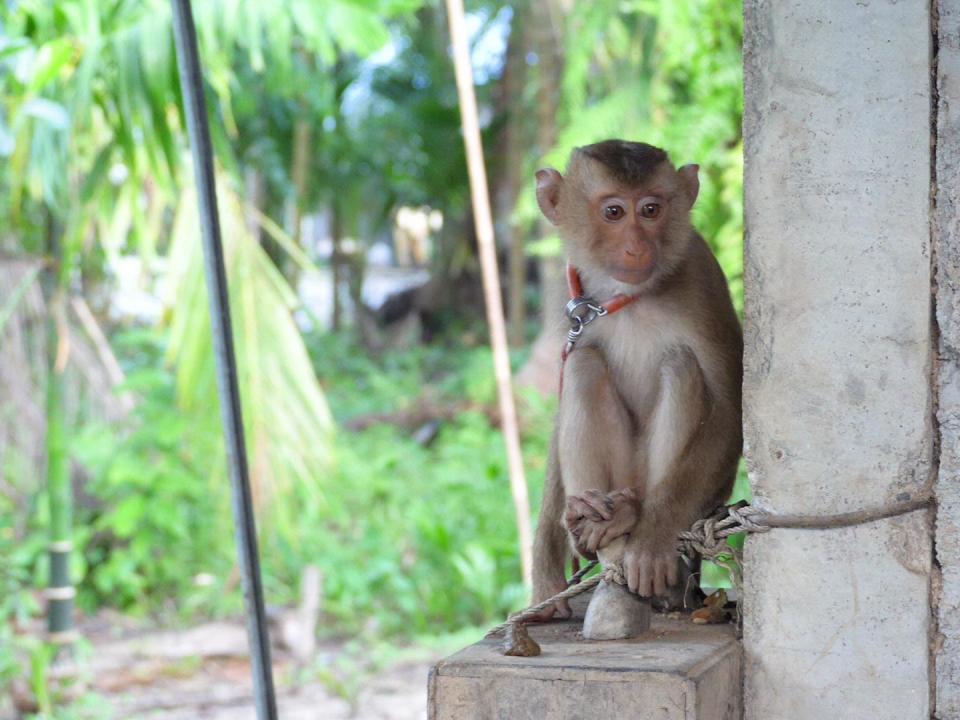 Monkey chained