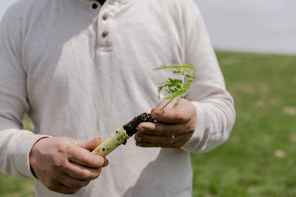 Gretebeck's trees are part of Organic Valley's carbon insetting program, which is aimed at reducing the carbon footprint of its own supply chain instead of offsetting elsewhere.