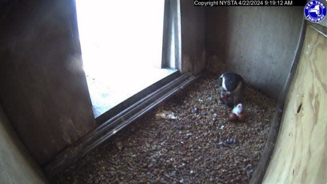 A peregrine falcon chick, called an eyas, is seen for the first time this year on Monday, April 22, 2024, via the Gov. Mario M. Cuomo Bridge Falcon Cam. Four eggs were laid this year.