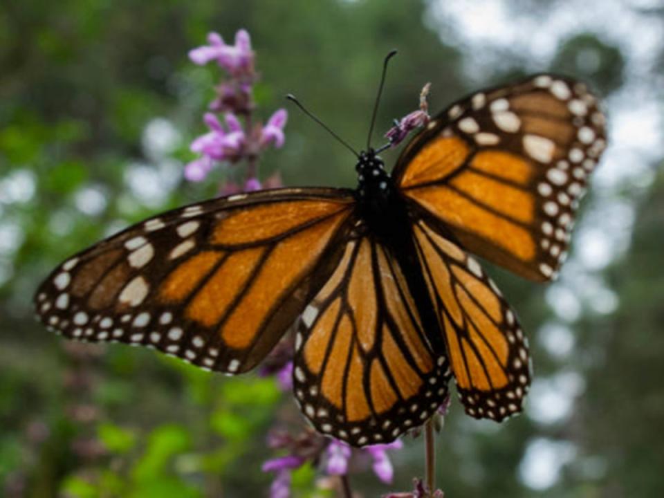 Monarch butterflies are disappearing (AFP via Getty Images)